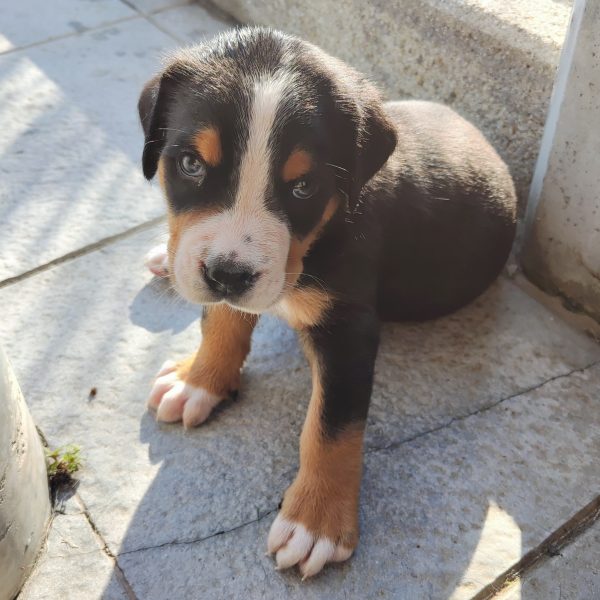 Arnie Vylanta Star - pejsek (REZERVOVÁNO)